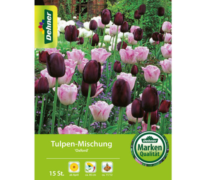Dehner Blumenzwiebel Tulpen-Mischung 'Oxford', 15 Stk.