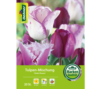 Dehner Blumenzwiebel Tulpen-Mischung 'Violet Dream', 20 Stk.