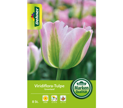 Dehner Blumenzwiebel Viridiflora-Tulpe 'Groenland', 8 Stk.