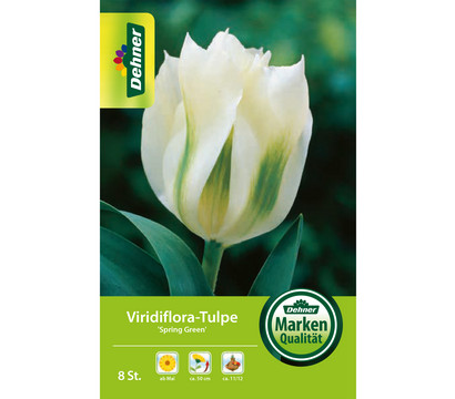 Dehner Blumenzwiebel Viridiflora-Tulpe 'Spring Green', 8 Stk.
