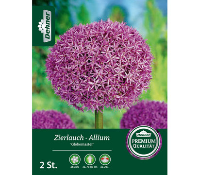 Dehner Blumenzwiebel Zierlauch-Allium 'Globemaster', 2 Stk.