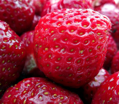 Welche Kauffaktoren es vor dem Kaufen die Erdbeere mara de bois zu bewerten gibt