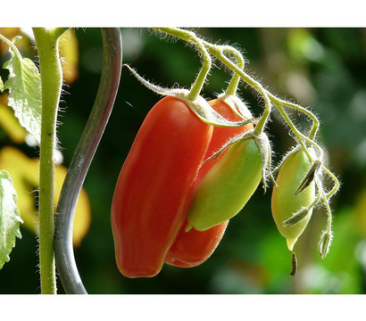 Dehner Gourmet Garten San Marzano Tomate, veredelt