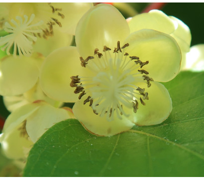 Weiblich unterschied männlich kiwi Kiwi Blüte: