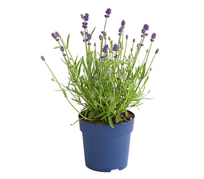 Dehner Lavendel 'Felice Purple'