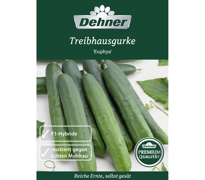 Dehner Premium Samen Treibhausgurke 'Euphya'