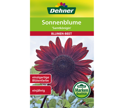 Dehner Samen Sonnenblume 'Samtkönigin'
