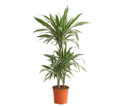 Zimmerpflanze dreitriebig ca 110-120 cm Dehner Drachenbaum White Stripe Ø Topf 21 cm 