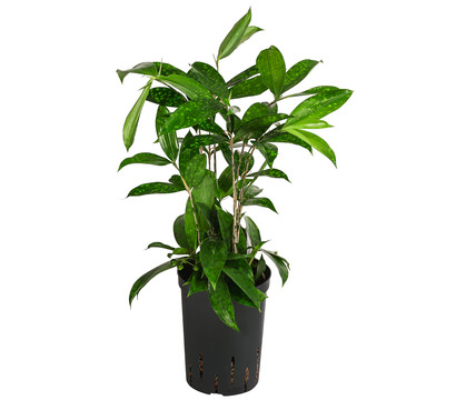 Drachenbaum - Dracaena surculosa, Hydrokultur