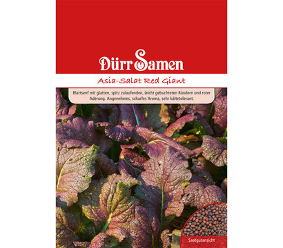 Dürr Saatgut Asia-Salat 'Red Giant'