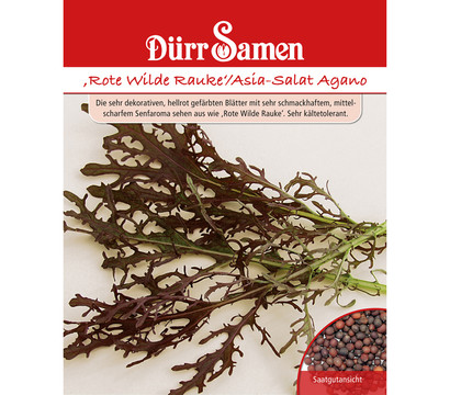 Dürr Samen Rote Rauke 'Asia Salat Agano'