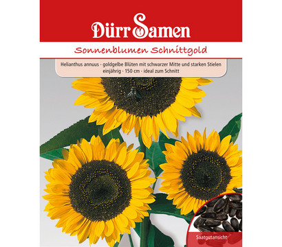 Dürr Samen Sonnenblume 'Schnittgold'