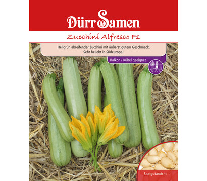 Dürr Samen Zucchini 'Alfresco'