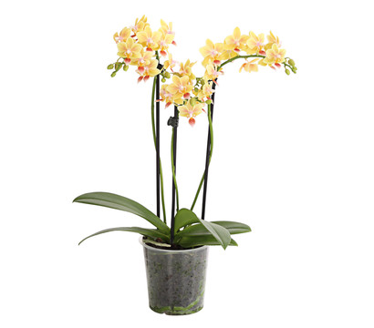 Duft-Orchidee - Phalaenopsis-Hybride 'Flacon Solaire'