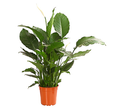 Einblatt - Spathiphyllum wallisii 'Silvana'