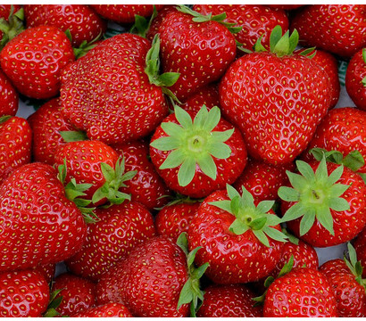 Erdbeere 'Elsanta', 8er Schale