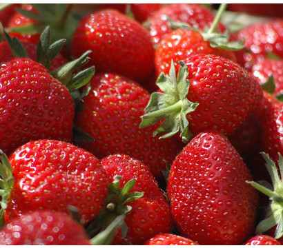 Erdbeere 'Lambada', 8er Schale