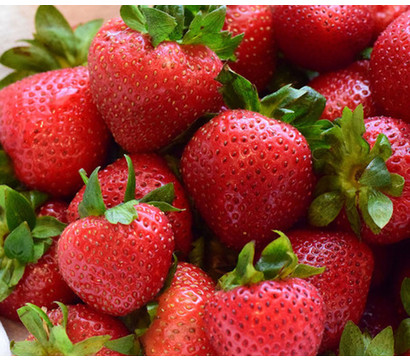 Erdbeere 'Mieze Nova', 8er Schale