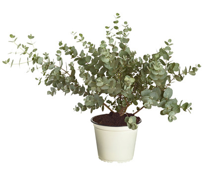 Eucalyptus Perriniana Eukalyptus Pflanze 49-50 cm frosthart für Garten-32 