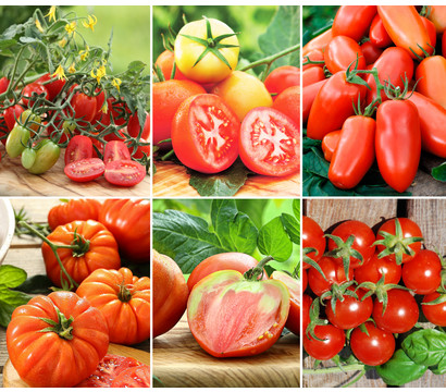 Gemüseset 'Tomatengenuss', 6-teilig