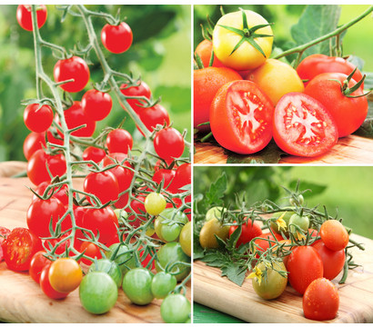 Gemüseset 'Tomato's Paradise', 3-teilig