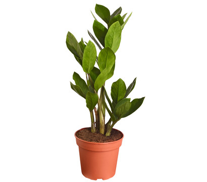 45 cm hoch Glücksfeder Zimmerpflanze Tb13 / Zamia Palme Zamioculcas zamiifolia 