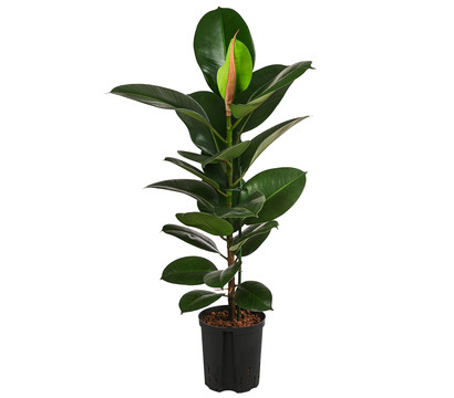Gummibaum - Ficus elastica 'Robusta', Hydrokultur