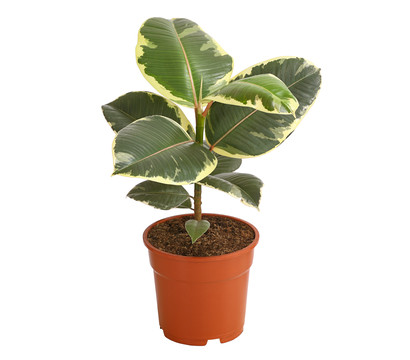 Gummibaum - Ficus elastica 'Tineke'