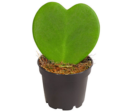 Herzblatt-Pflanze - Hoya kerrii
