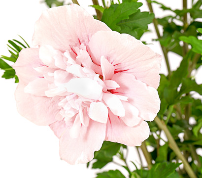 Hibiskus 'Pink Chiffon' - Garten-Eibisch