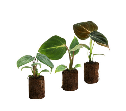 Jungpflanzen-Set Philodendron, 3-teilig
