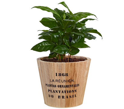 Kaffeepflanze - Coffea arabica, im Holztopf