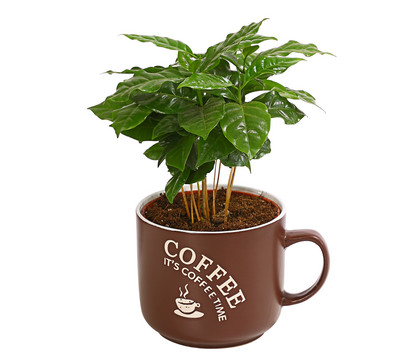 Kaffeepflanze - Coffea arabica, verschiedene Sorten, in Keramik