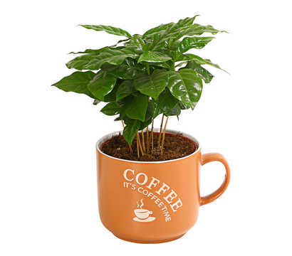 Kaffeepflanze, in Kaffeetasse