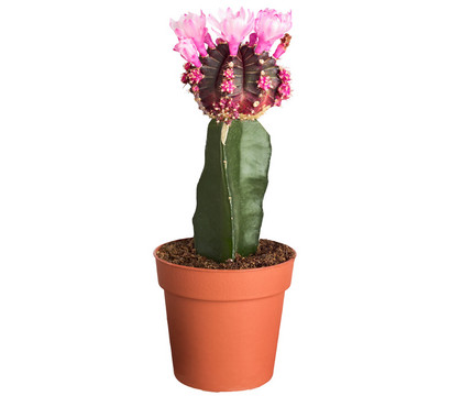 Kaktus - Gymnocalycium 'Black Cap', gepfropft