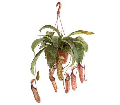 Kannenpflanze - Nepenthes alata, Ampel groß