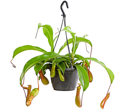 Kannenpflanze - Nepenthes alata, Ampel