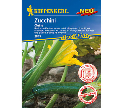 Kiepenkerl Samen Zucchini 'Quine'