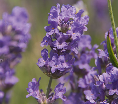 Lavendel 'Cedar Blue'