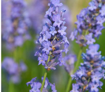 Lavendel 'Lullaby Blue'