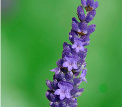 Lavendel 'Olympia'