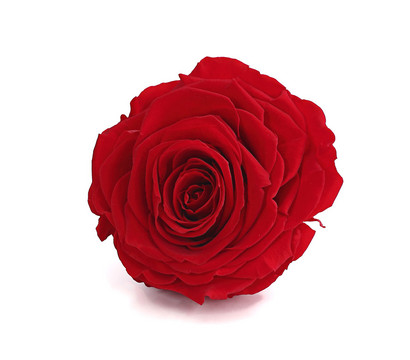 Longlife-Rose, ca. Ø9-10 cm