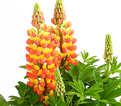 Lupine 'West Country'
