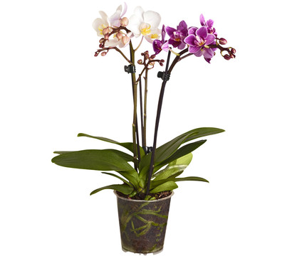 Midi Schmetterlingsorchidee - Phalaenopsis cultivars 'Twin'