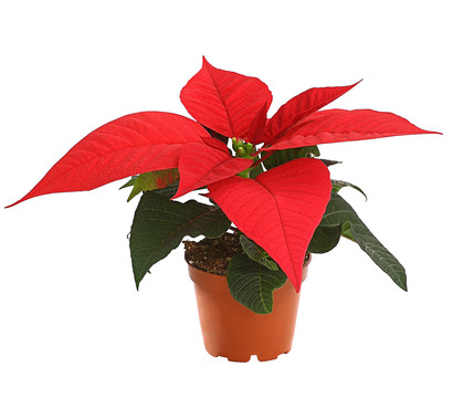 Mini Weihnachtsstern - Euphorbia pulcherrima, rot