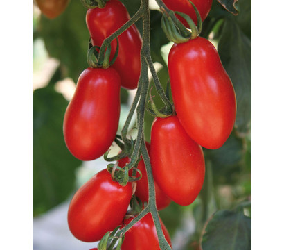Mini-San-Marzano Tomate 'Trilly'