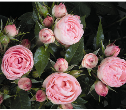Noblesse® Spray-Rose 'Lovely Rokoko®'