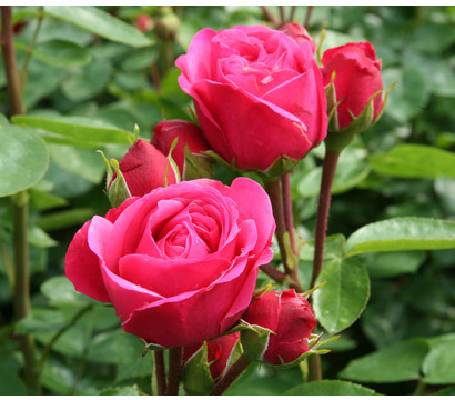 Noblesse® Spray-Rose 'Magic Rokoko'®