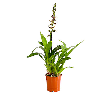 Odontonia-Orchidee - Odontonia hybriden 'Samurai'