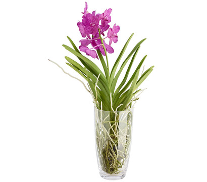 Orchidee 'Vanda', im Glas